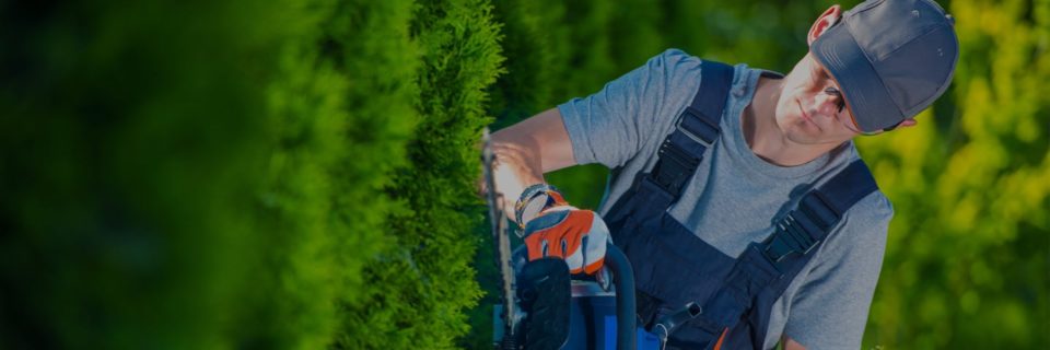 Your lawn and landscape
the way that it should